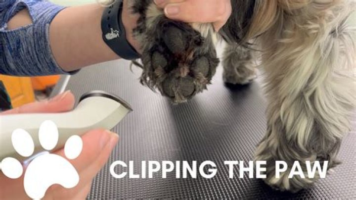 Should you trim the hair between a dog pads?