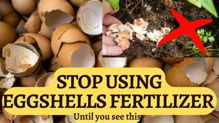 Should you wash eggshells before putting in garden?