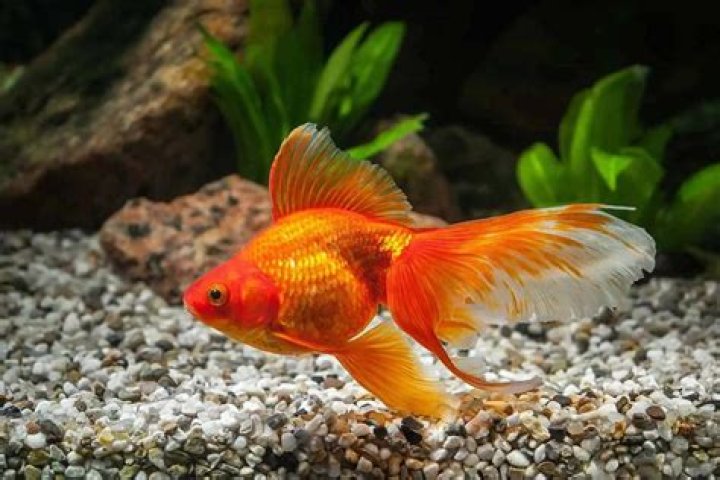 What a pregnant goldfish looks like?