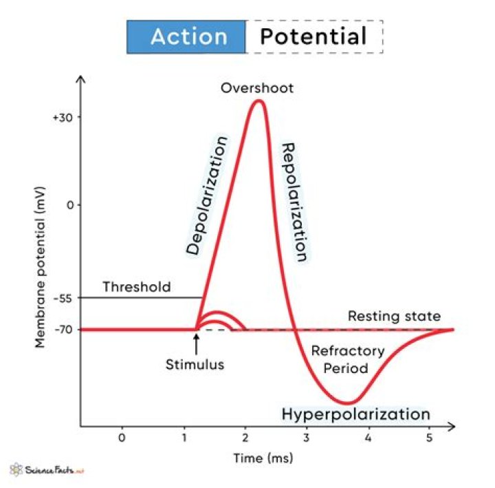 What altcoin has the most Potential?
