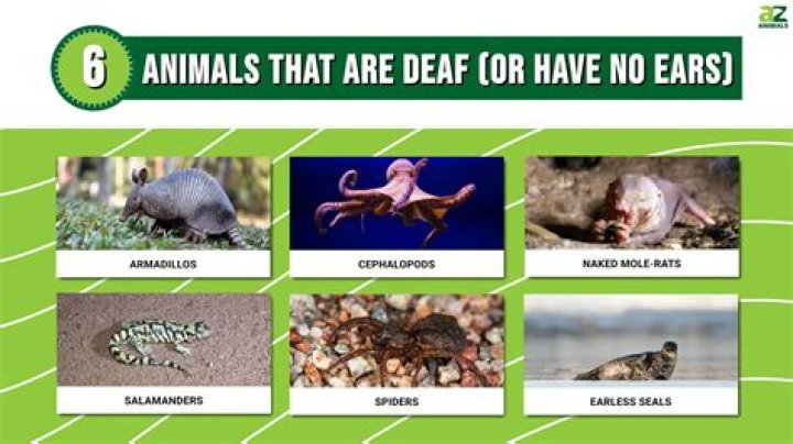 What animal does not fear?