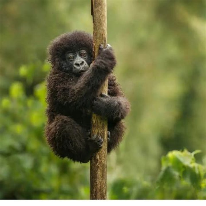 What animal has one baby at a time?