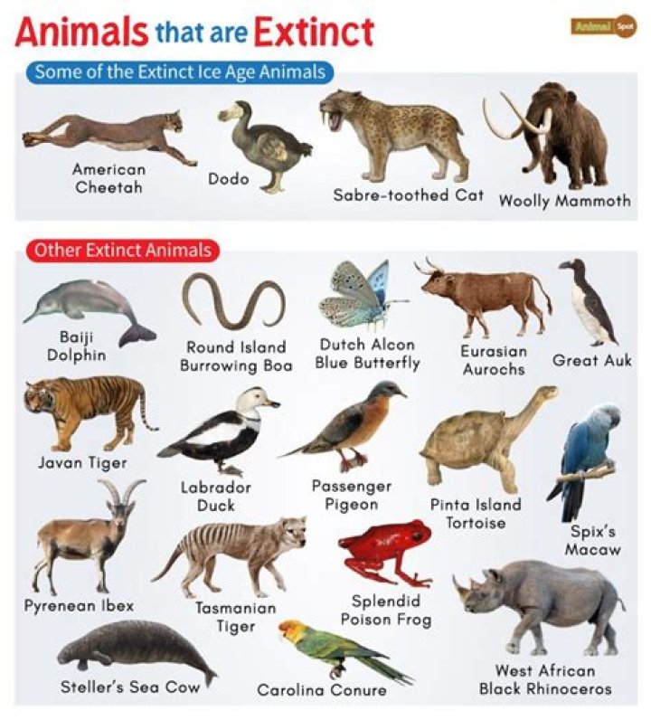 What animal is Klee?