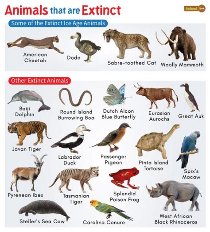 What animal just went extinct?