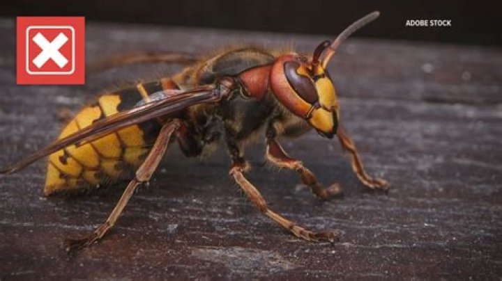 What animal kills hornets?