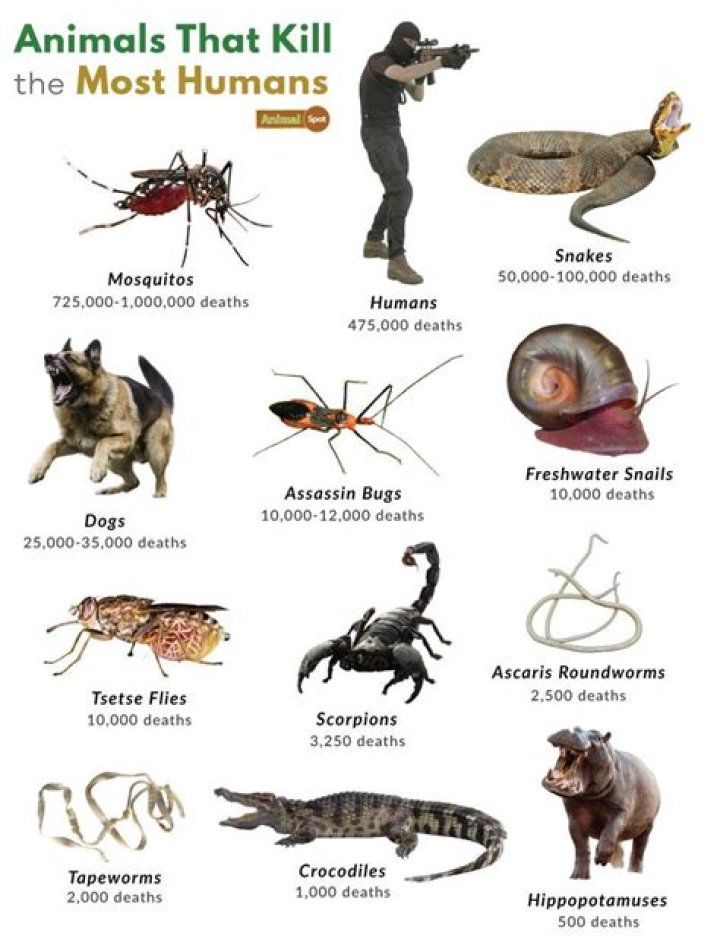 What animal kills the most humans in Alaska?