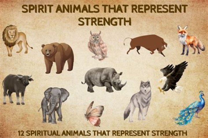 What animal represents INFJ?