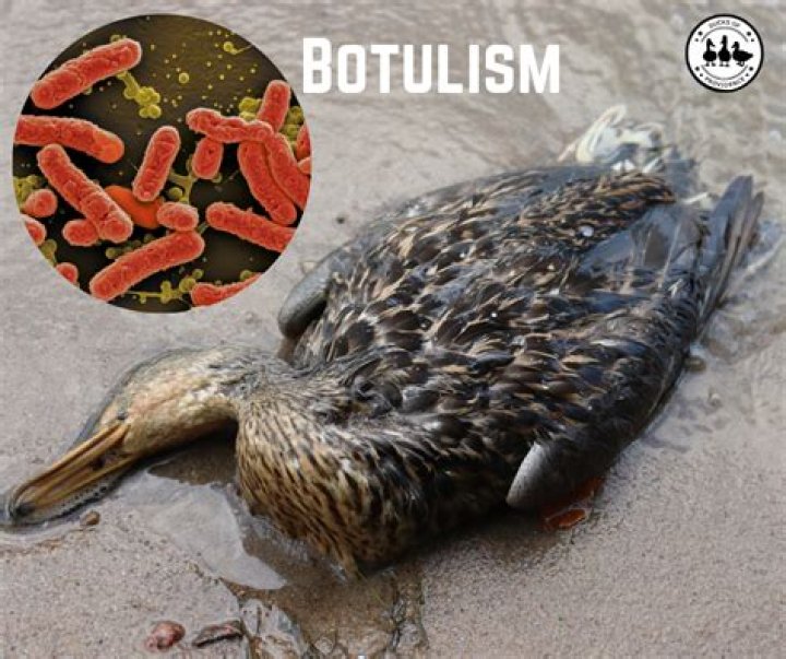 What animals affect botulism?