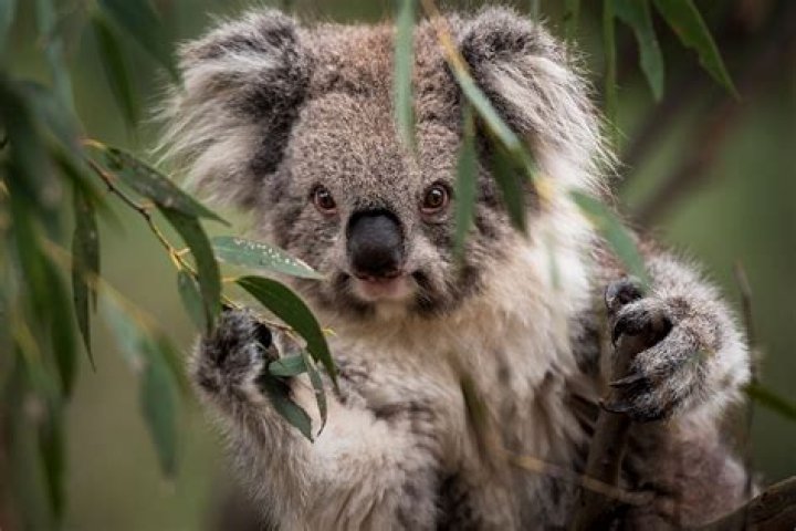 What animals carry chlamydia?