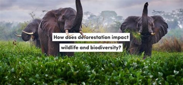 What animals destroy plants?
