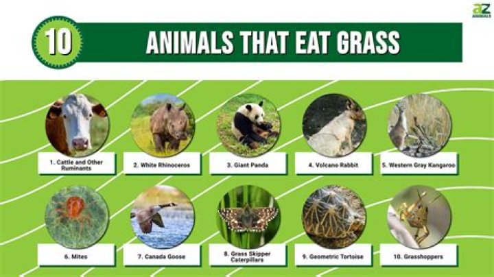 What animals eat meat grass?