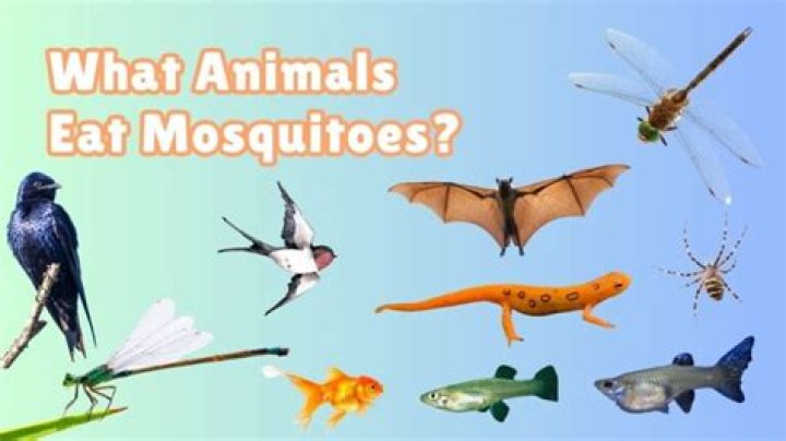 What animals eat mosquitoes?