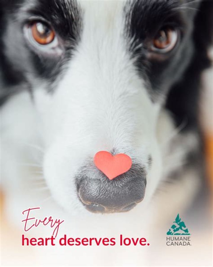 What animals means love?