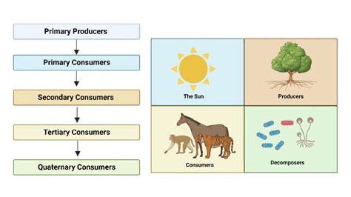 What are 10 primary consumers examples?
