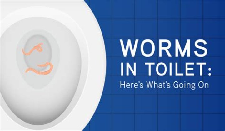 What are black worms in toilet?