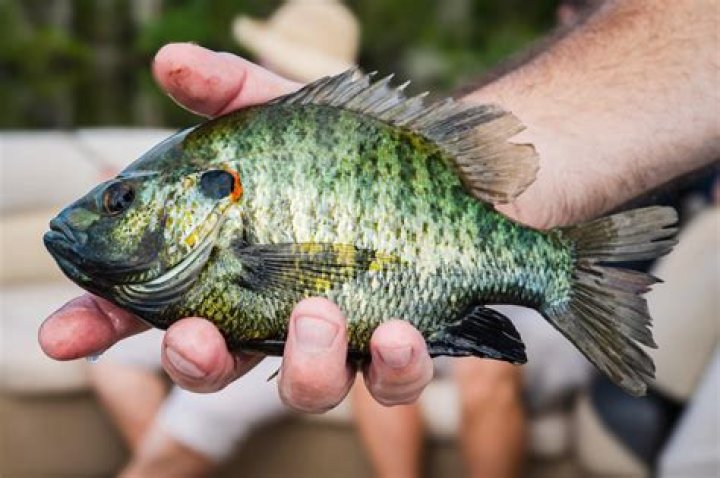 What are bluegills favorite food?