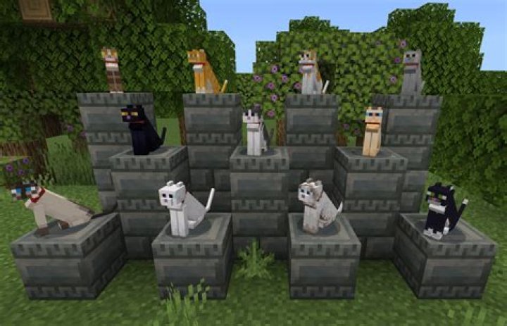 What are cats memories like?