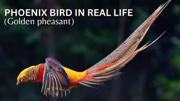 What are phoenix worms?