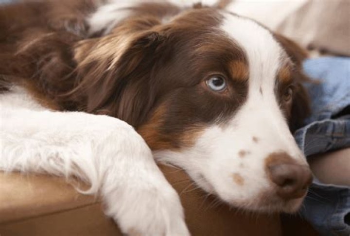 What are signs a dog is dying?