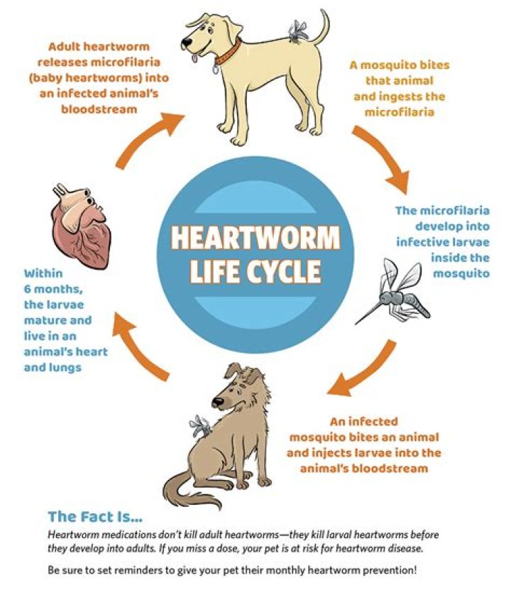 What are symptoms of heartworms in dogs?