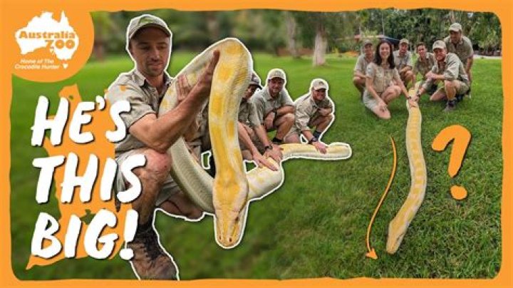 What are the big 4 snakes?