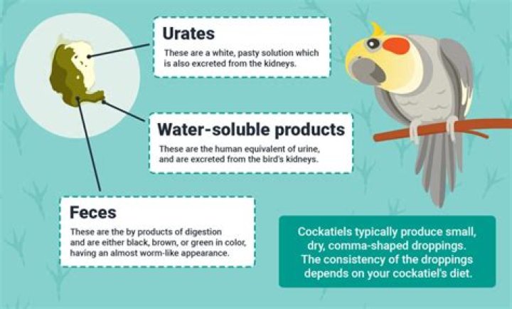 What are the dangers of bird droppings?