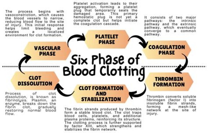 What are the five stages of blood clotting?