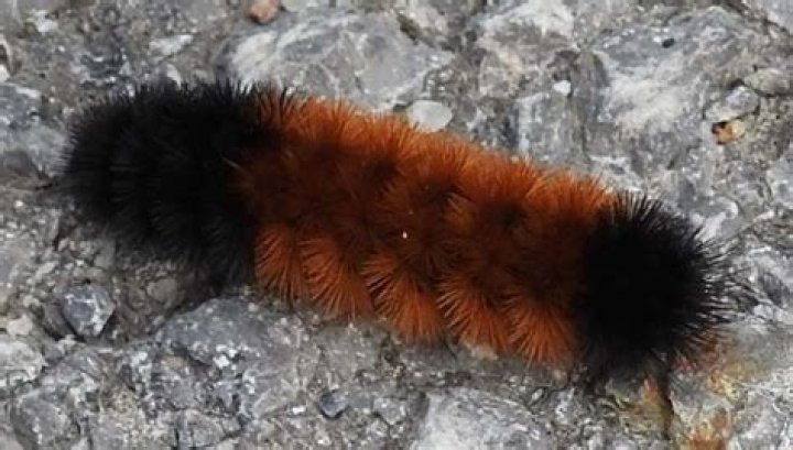 What are the fuzzy brown and black caterpillars?
