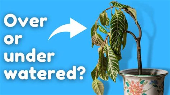 What are the signs of overwatering hydrangeas?