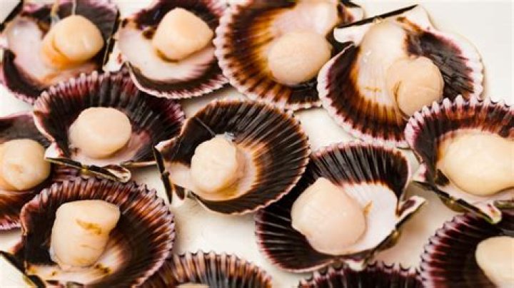 What are the three different types of scallops?
