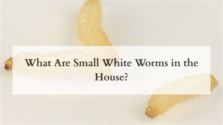 What are these little white worms in my house?