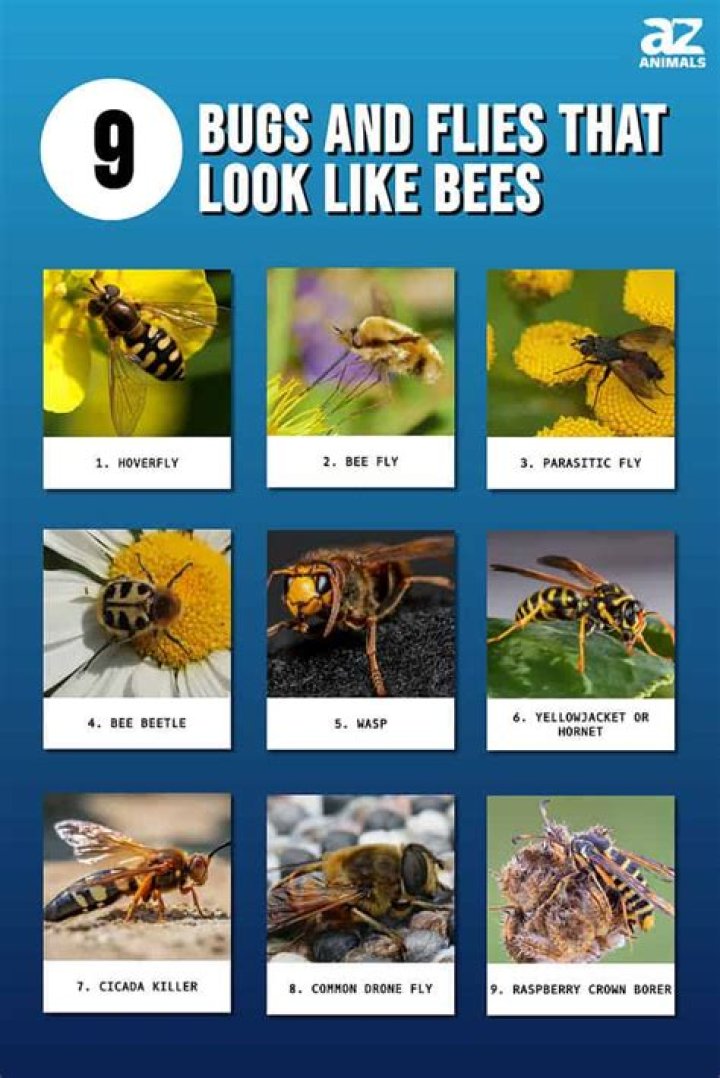 What are those tiny bees called?