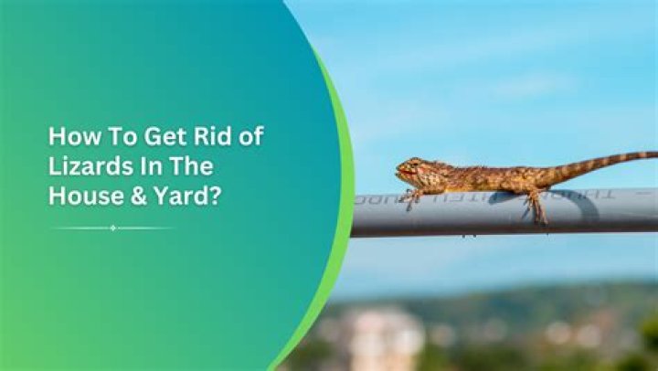 What attracts lizards to your house?