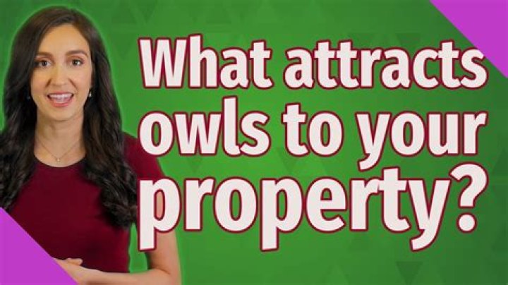 What attracts owls to your property?