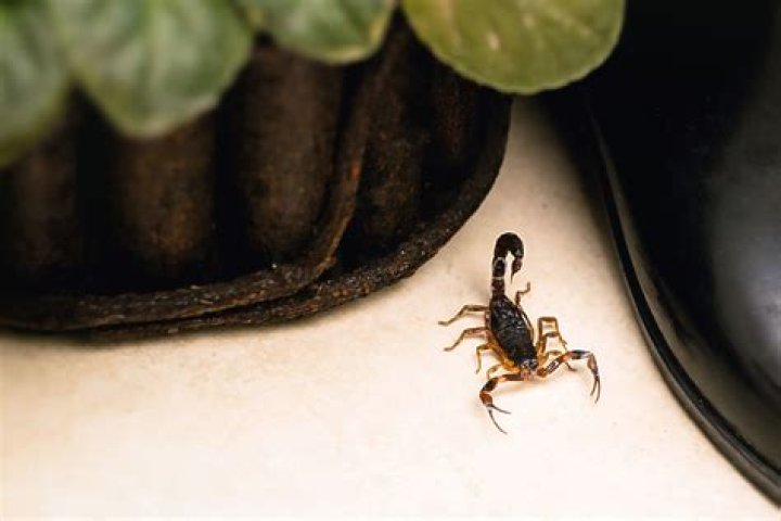 What attracts scorpions in the house?
