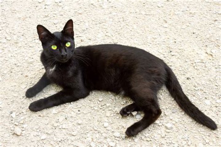 What breed are black cats with green eyes?