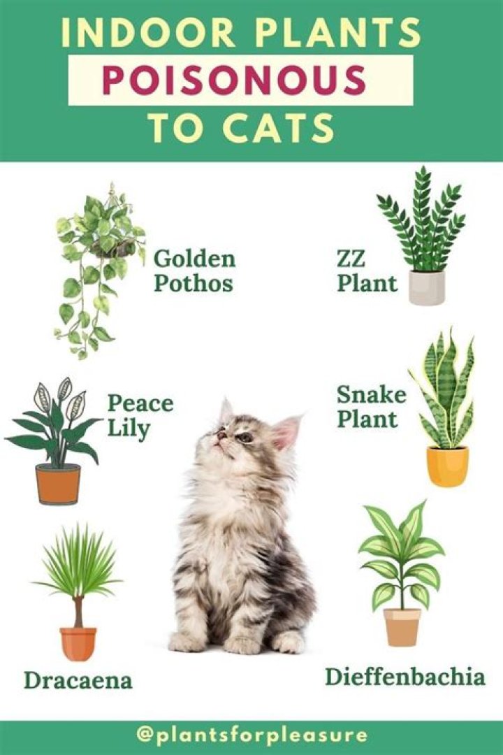 What cactus plants are poisonous to cats?
