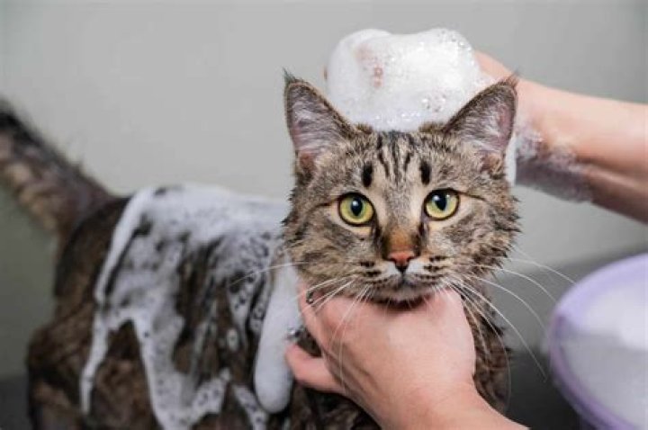 What can annoy a cat?