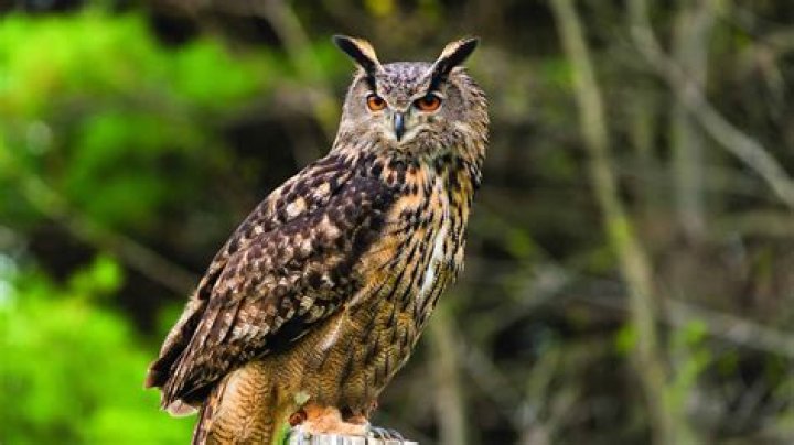 What can beat an owl?