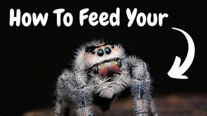 What can I feed a spider?