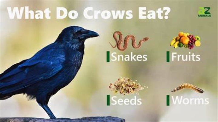 What can I feed crows?