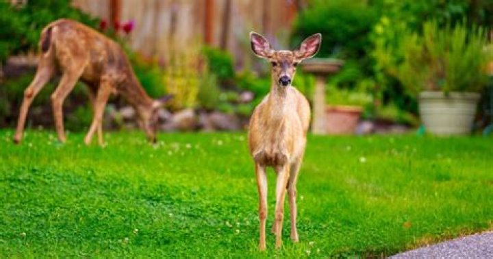 What can I feed wild deer in my backyard?