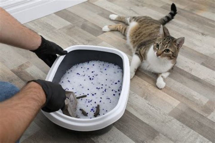 What can I put in cat litter to make it smell better?
