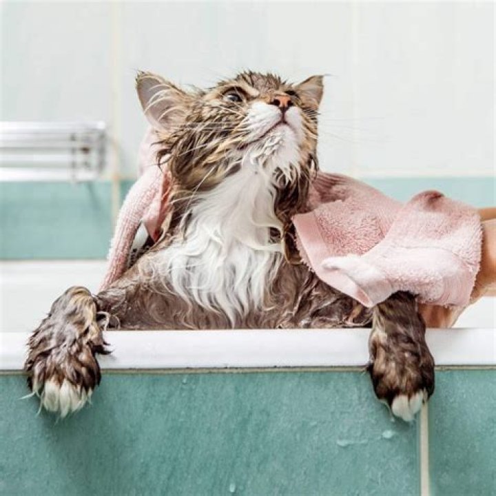 What can I use to wash my cat if I don't have cat shampoo?