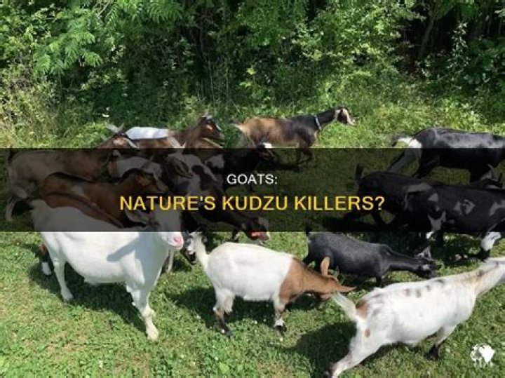 What can kill goats?
