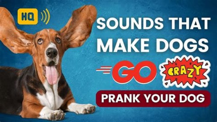 What can make a dog go crazy?