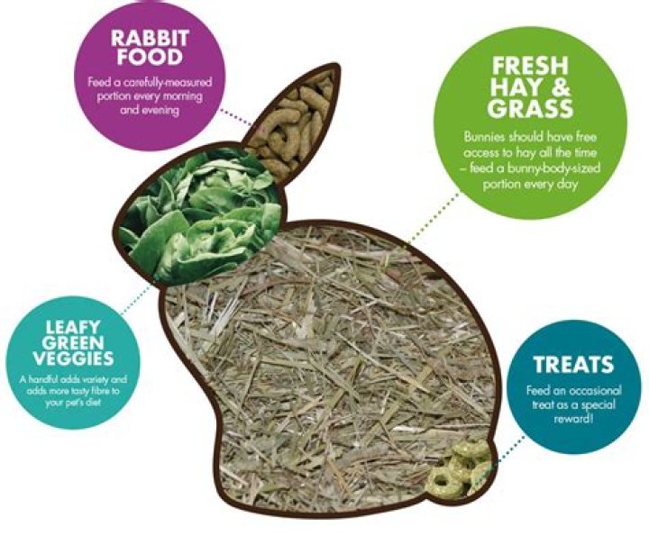 What can rabbits eat instead of hay?