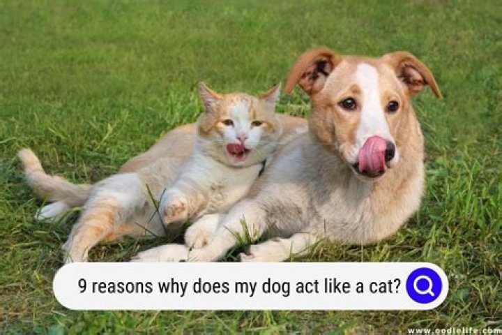 What cat is most like a dog?