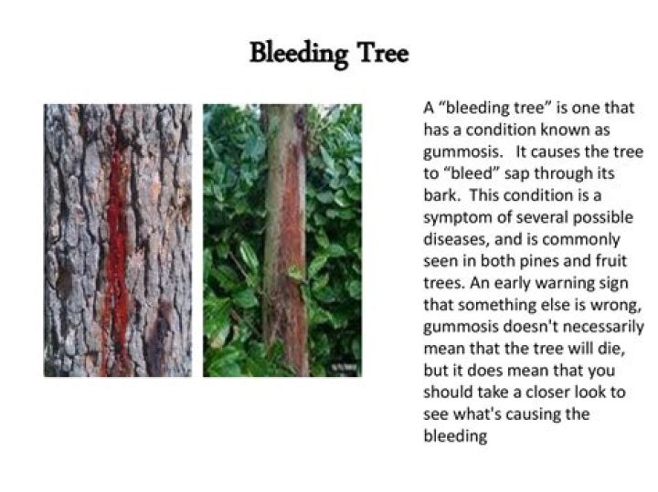What causes a bleeding tree?