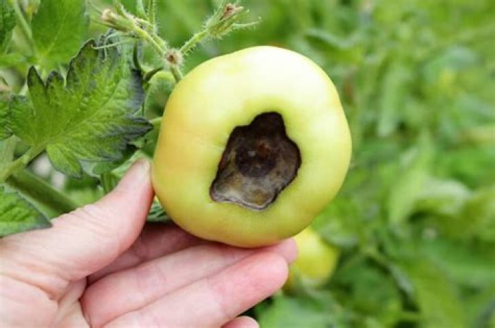 What causes black bottom on tomatoes?
